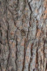 Dried tree surface background pattern