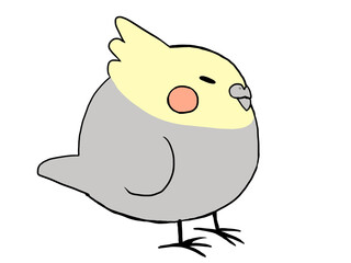 オカメインコ ノーマル