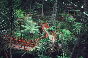 Jardin botánico de Funchal al amanecer 