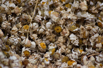 Chamomile Tea Plant dried chamomile