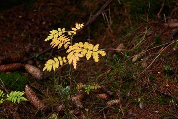 Small plant growing in a forest