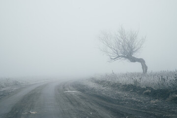 Dirt road in the fog, a lonely tree on the side of the road. The landscape is a foggy path to...
