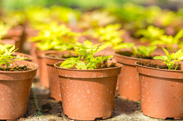 Young flower plant in a brown pot. Seedling in greenhouse. High quality photo