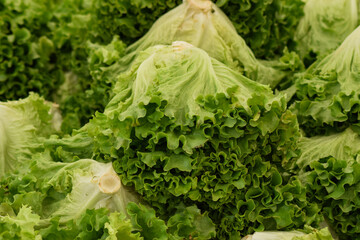 Vegetable lettuce curly on sale in the market