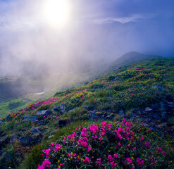 Carpathians, Ukraine, Europe, summer blooming pink flowers on background mountains, floral summer landscape	