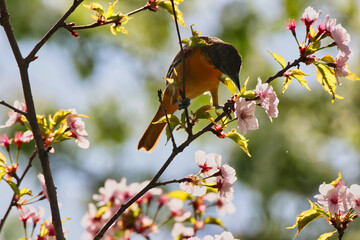Female Baltimore Oriole feeding on the nectar of delicate pink Cherry Blossom flowers in Spring time,mid-may at the Dominion Arboretum Gardens in Ottawa,Ontario,Canada