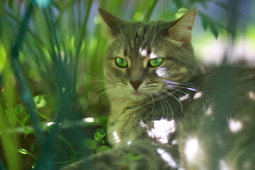 Gray tabby cat with green eyes resting on the grass