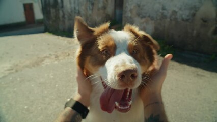 POV owner pets and roughs up adorable cute australian shepherd dog in wide angle perspective. Happy silly dog with tongue sticking out look straight at camera. Funny and loving mens best friend