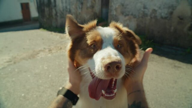 POV owner pets and roughs up adorable cute australian shepherd dog in wide angle perspective. Happy silly dog with tongue sticking out look straight at camera. Funny and loving mens best friend