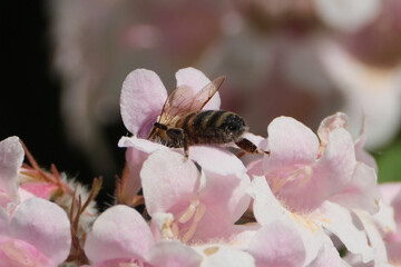 Spring Buzz: A Bee on Pink Blossoms
