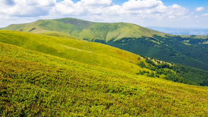 grassy hillside of mnt. hymba on a sunny day. beautiful nature landscape of ukrainian carpathian mountains in summer. popular travel destination