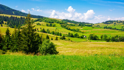 landscape with rolling hills and rural fields. coniferous trees near grassy meadow. nature scenery of podobovets valley. sustainable life in mountainous transcarpathia countryside of ukraine in summer