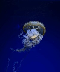 Jellyfish gracefully floating in the aquarium
