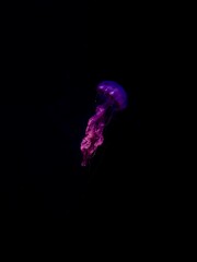 Jellyfish gracefully floating in the aquarium