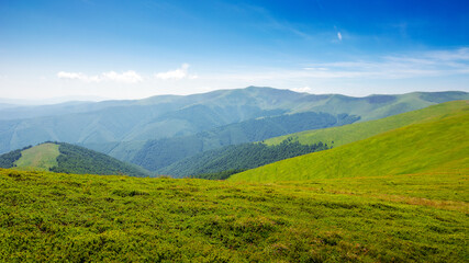 carpathian mountains of ukraine. nature landscape in summer. alpine grassy meadow of mnt. hymba on a sunny day. mnt. stij in the distance. popular travel destination of transcarpathia