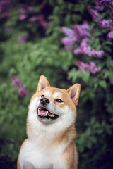 Portrait of Red Shiba inu dog next to blooming lilacs