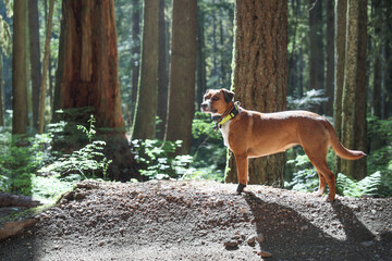 Backlit dog in forest with gps or shock collar and bear bell. Cute dog standing in rainforest,...