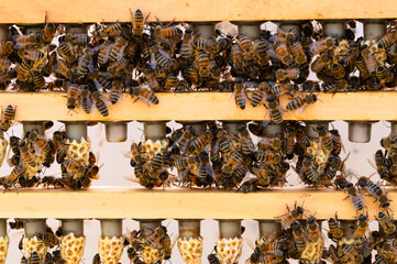 A frame full of grafted queen cells covered in nurse bees