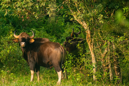 Indian Gaur, male, photo captured at Periyar Tiger reserve, Kerala, India