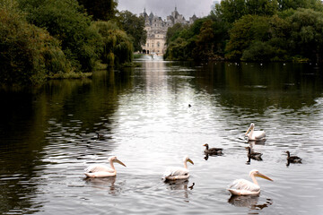 Pelicans on the water