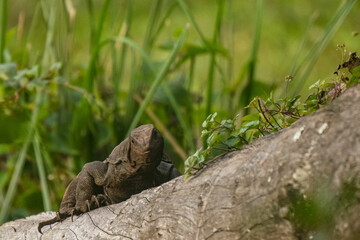Bengal Monitor Lizard Photographed at Periyar Tiger Resererv, Thekkady, Kerala, India