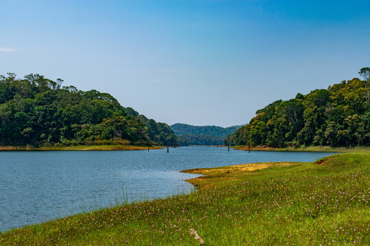 A landscape with a lake and forest background. Forest of Periyar tiger tiger reserve, Thekkady, Kerala, India