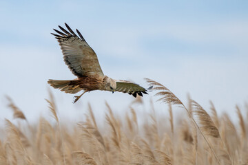 Rohrweihe auf der Jagd im Schiff am Neusiedler See (Circus aeruginosus) Greifvogel aus der Familie...
