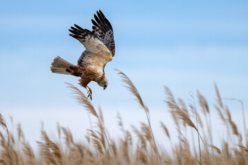 Rohrweihe auf der Jagd im Schiff am Neusiedler See (Circus aeruginosus) Greifvogel aus der Familie...