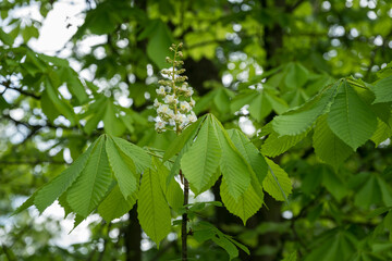 White chestnut flower and green leaves.