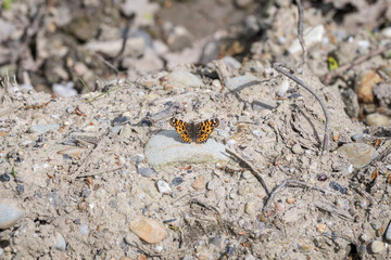 Araschnia levana - Butterfly mesh summer form.