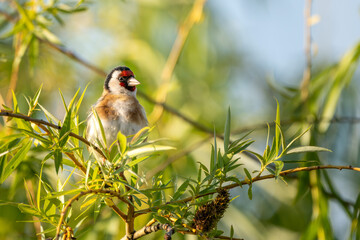 Stieglitz oder Distelfink sitzt auf einem Ast im Morgenlicht am Neusiedler See