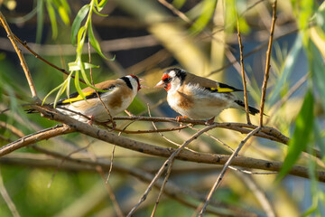 Stieglitz oder Distelfink sitzt auf einem Ast im Morgenlicht am Neusiedler See mit seinem Nachwuchs