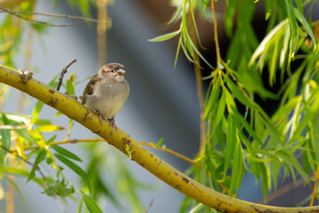 Junger Spatz / Sperling sitzt in einem Baum