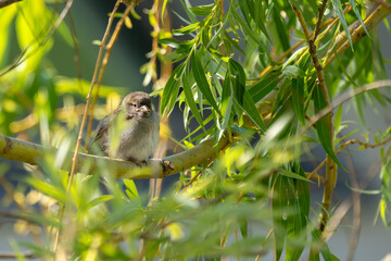 Junger Spatz / Sperling sitzt in einem Baum