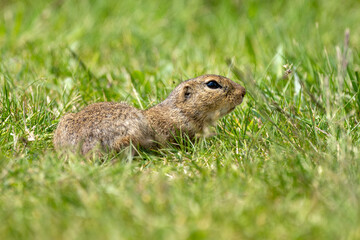 Ziesel (Spermophilus) sind eine Gattung der Erdhörnchen
