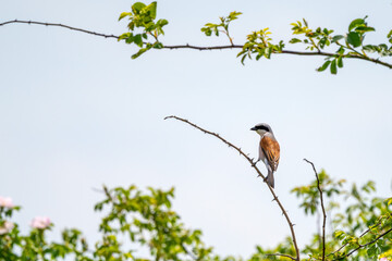 Neuntöter oder Würger am Neusiedler See (Lanius collurio)
