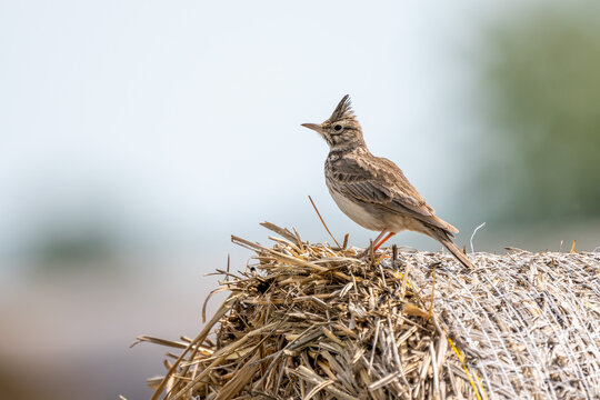 Haubenlerche / Lerche / Vogel