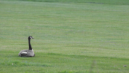 kanadagans wild wiese grün rast pause 