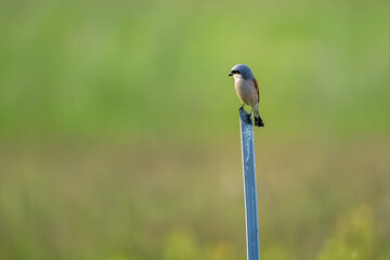 Neuntöter oder Würger am Neusiedler See mit Beute im Schnabel (Lanius collurio)