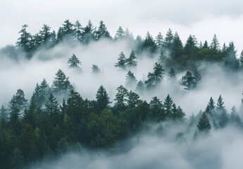 Misty forest with tall trees disappearing into the fog