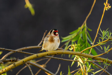 Stieglitz oder Distelfink sitzt auf einem Ast im Morgenlicht am Neusiedler See