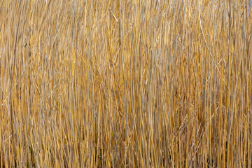 Selective focus of stand trunks of dry reed plant, Dried water reeds with brown stalk, The...