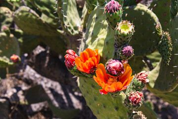 Flower of the desert cactus, known as prickly pear.