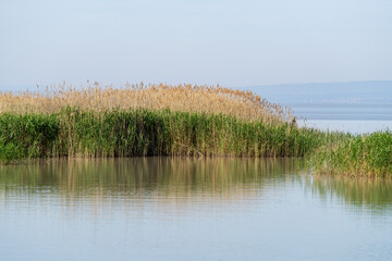 Schilff / Schilfgras am Neusiedler See in Österreich