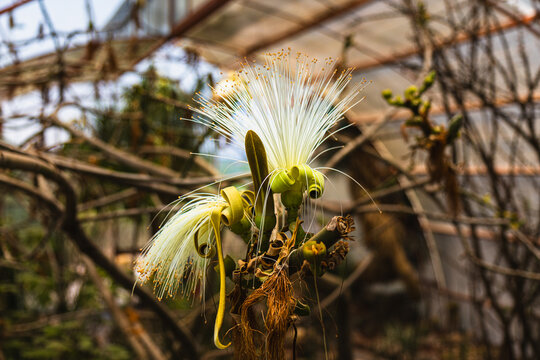 Desert cactus plant, known as angel hair. Botanical name: Pseudobombax ellipticum