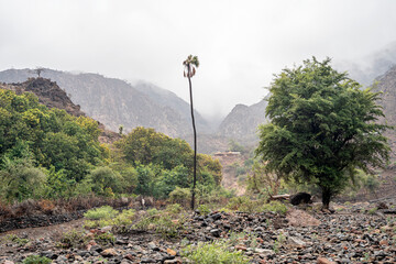 Dry Valley created by a black volcanic rock near the Grand Bara Desert in Djibouti, Horn of Africa,...