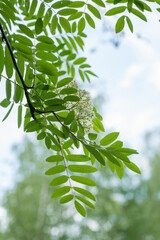 White flowers on a rowan tree.