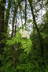 Fototapeta premium White flowers on a rowan tree.