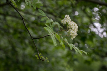 White flowers on a rowan tree.