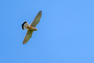 Turmfalke am blauem Himmel bei der Jagd